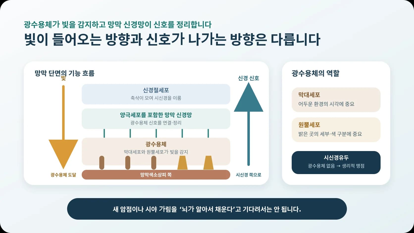 빛이 망막 안쪽 층을 지나 막대세포와 원뿔세포에 도달하고 신호가 시신경 쪽으로 나가는 과정