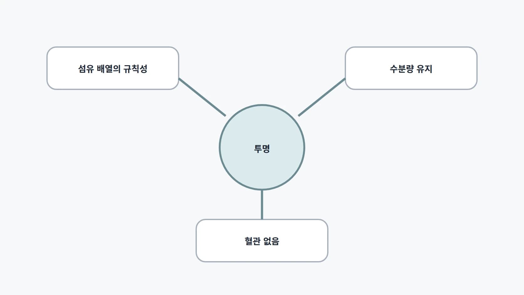 섬유 배열의 규칙성, 수분량 유지, 혈관 없음 세 조건을 중심의 투명 둘레에 배치한 개념 도해