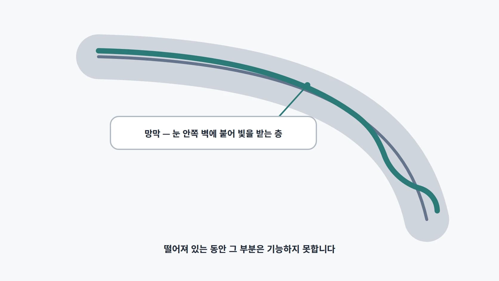 눈 안쪽 벽에 붙어 빛을 받는 망막층의 구조를 단순화해 그린 눈 단면 부분도